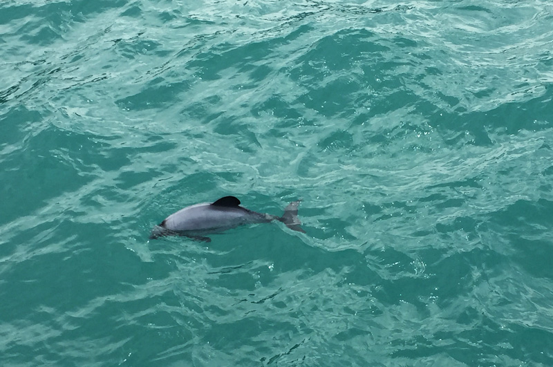 Akaroa_Dolphin