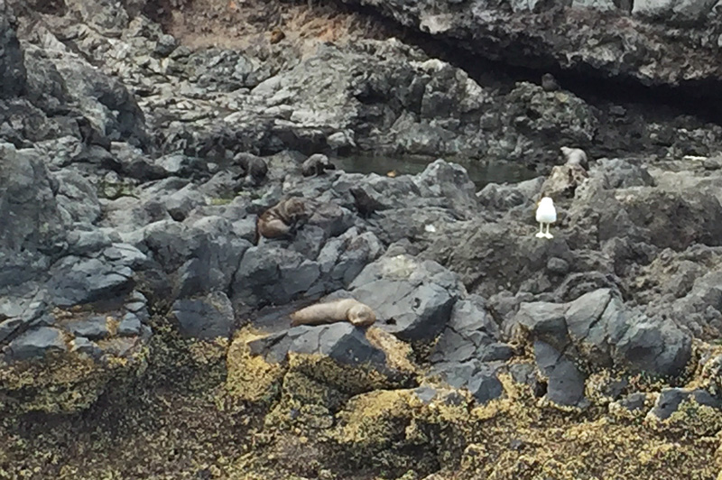 Akaroa_Seals