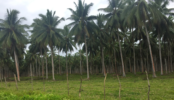 Coconuts